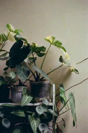 Indoor Plants