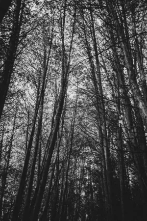 Tall Trees In Forest