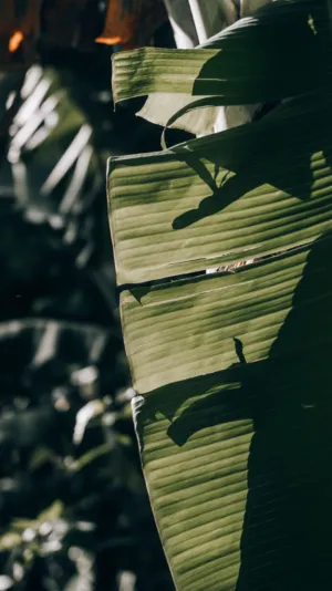 Banana Leaf In Sunlight