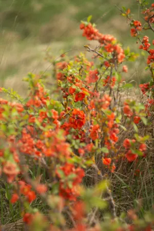 Flowering Bush
