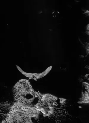 Underwater Ray