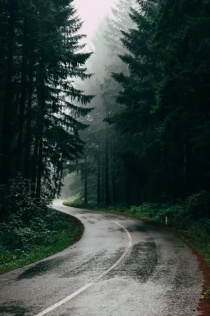 Misty Forest Road