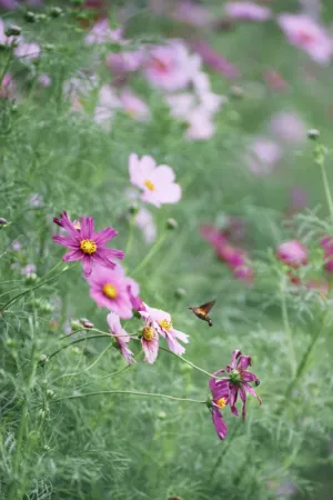 Floral Garden