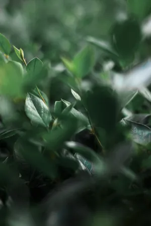 Green Leaves