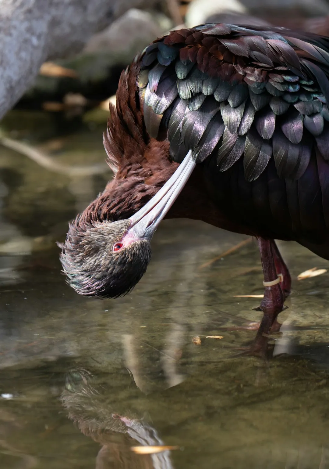 Glossy Ibis