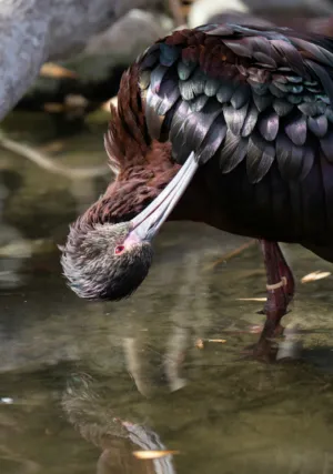 Glossy Ibis