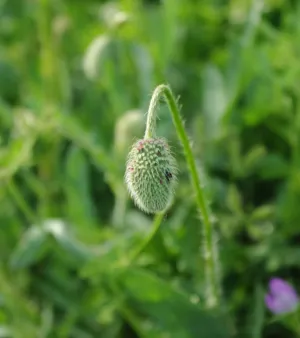 Green Bud