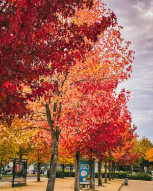 Autumnal Trees