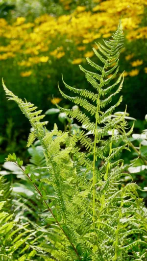 Ferns In Sunlight