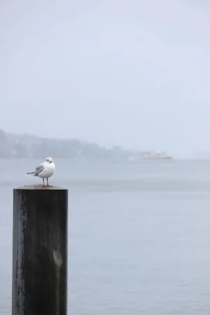 Seagull On A Post