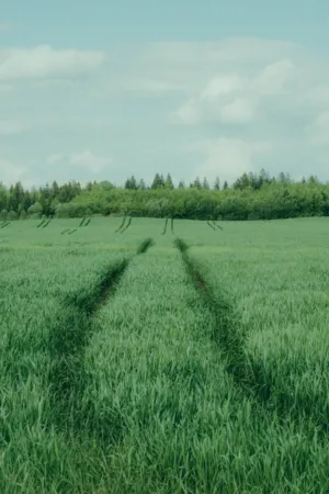 Green Field With Tracks
