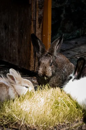 Rabbits Feeding On Grass