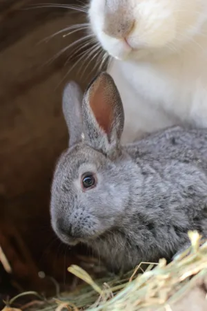 Grey Rabbit