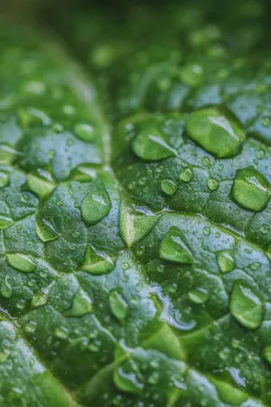 Raindrops On A Leaf