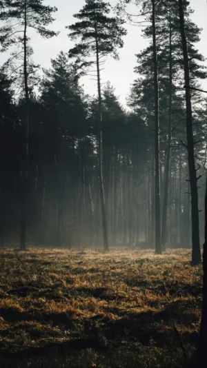Misty Forest