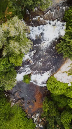 Forest Waterfall