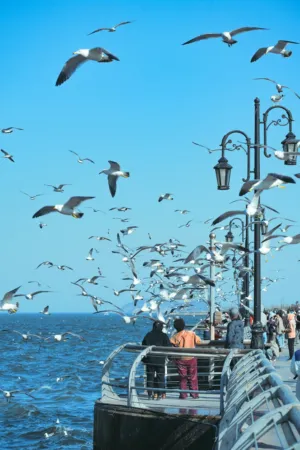 Seagulls In Flight