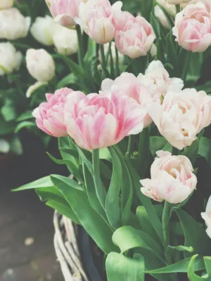 Tulip Bouquet