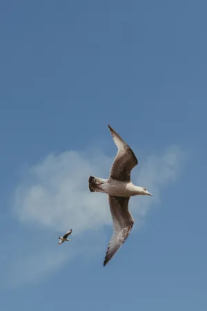 Seagulls In Flight