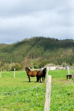 Horses In A Pasture