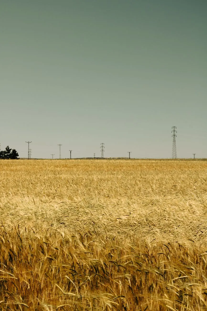 Golden Wheat Field