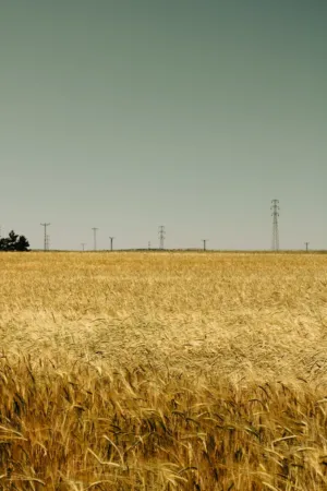 Golden Wheat Field
