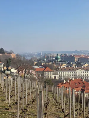 Prague Vineyard And Cityscape