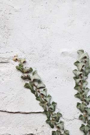 Ivy On A Wall