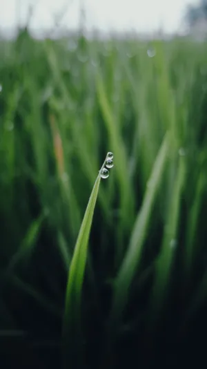 Dewy Grass