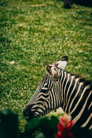 Zebra In The Grass