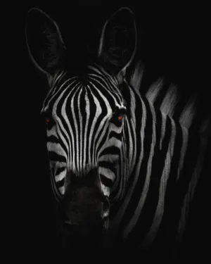 Zebra Portrait