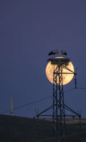 Storks And Moon