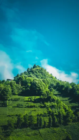 Green Hilltop