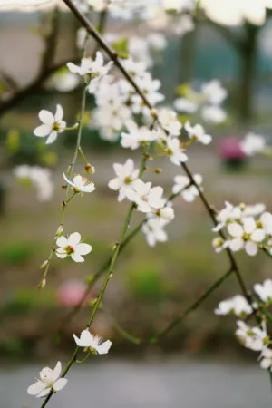 Spring Blossoms