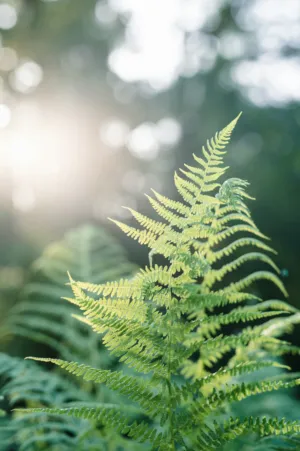 Sunlit Fern