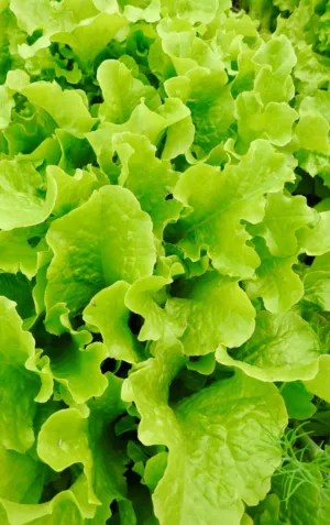 Lettuce