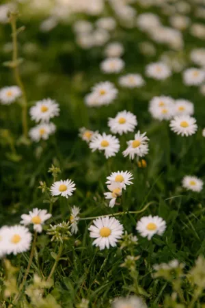 Daisy Field