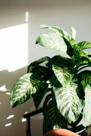 Sunlit Dieffenbachia Plant