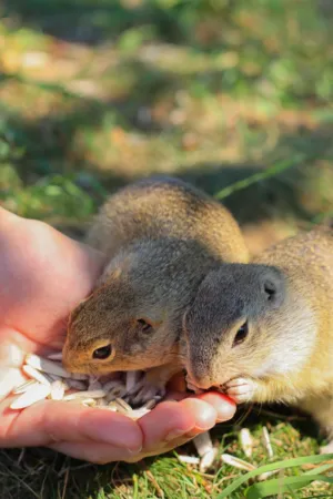 Squirrels Feeding On Hand