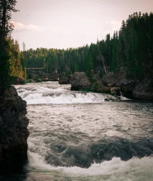 Rushing River In Forest
