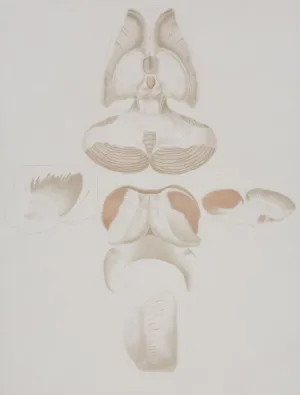 Anatomical Illustration Of The Human Pelvis