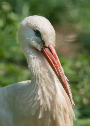 White Stork Portrait