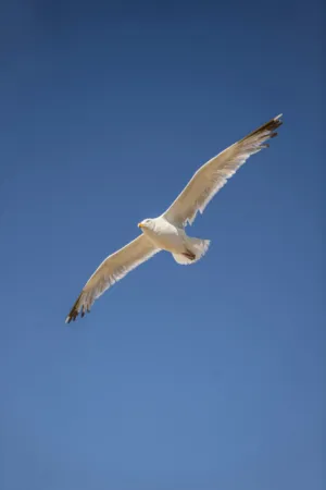 Seagull In Flight