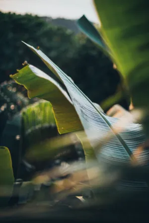 Banana Leaf