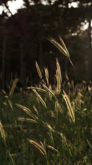Sunlit Grass