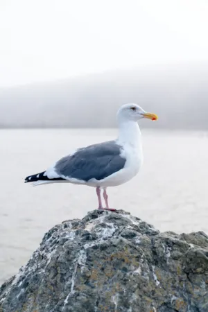 Seagull On A Rock