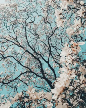 Spring Blossoms