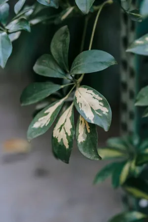 Variegated Leaves