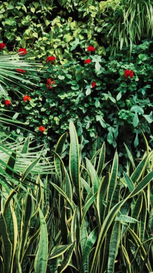 Garden With Red Flowers And Green Plants