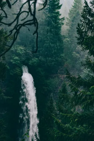 Forest Waterfall